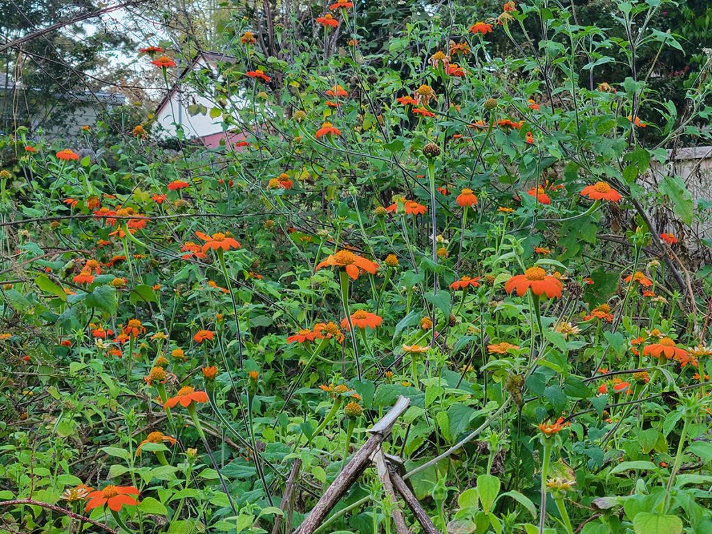 tithonia-20241020