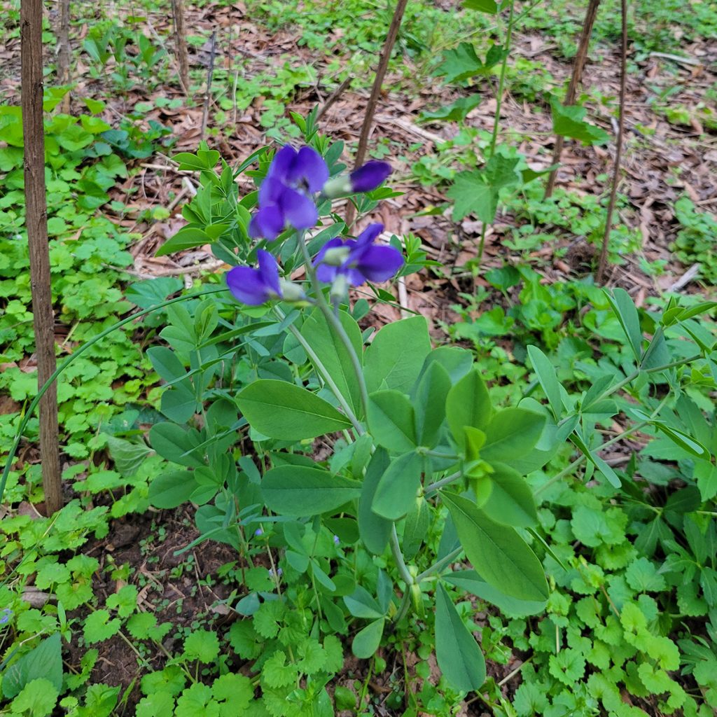 wild-indigo-20250422