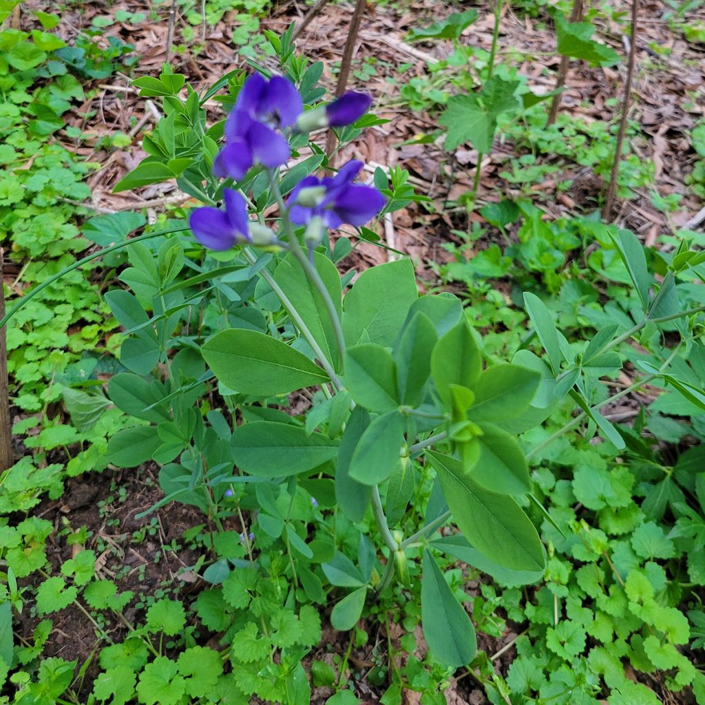 wild-indigo-3-20250422
