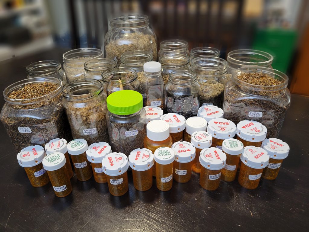 wildflower-seeds-20241023