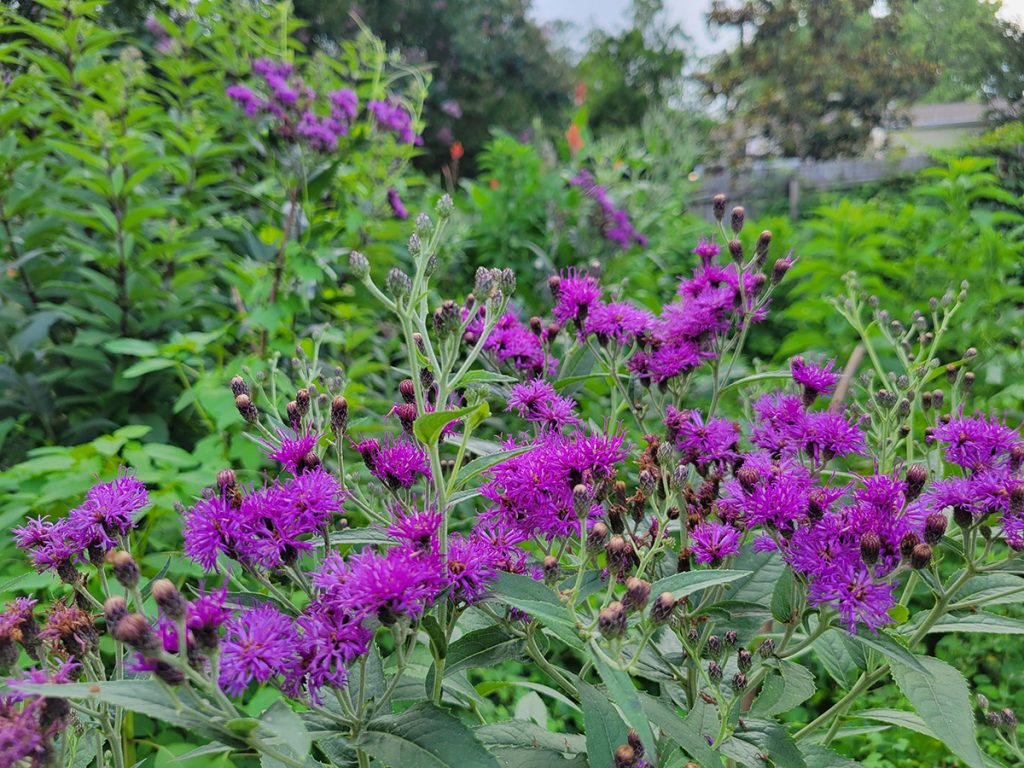 baldwins-ironweed-20250618