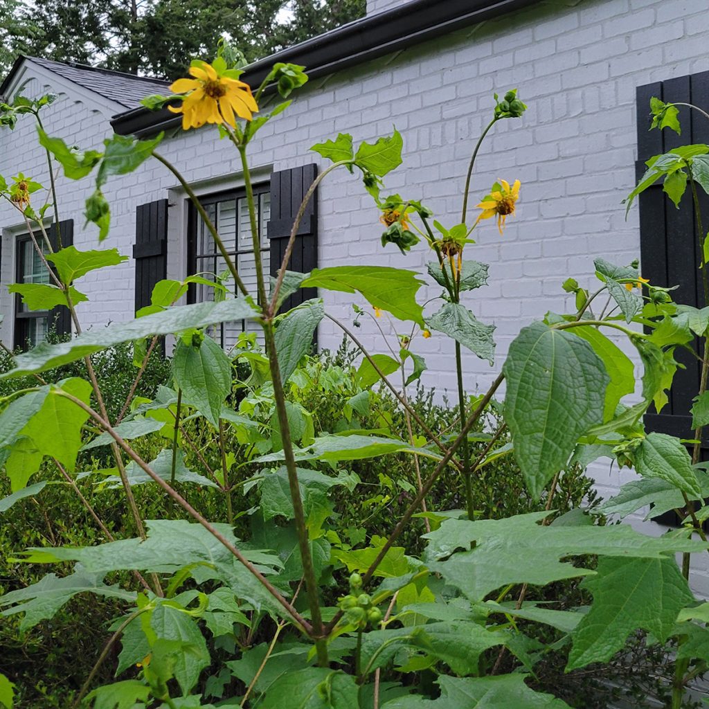 bears-foot-leafcup-20250617-2