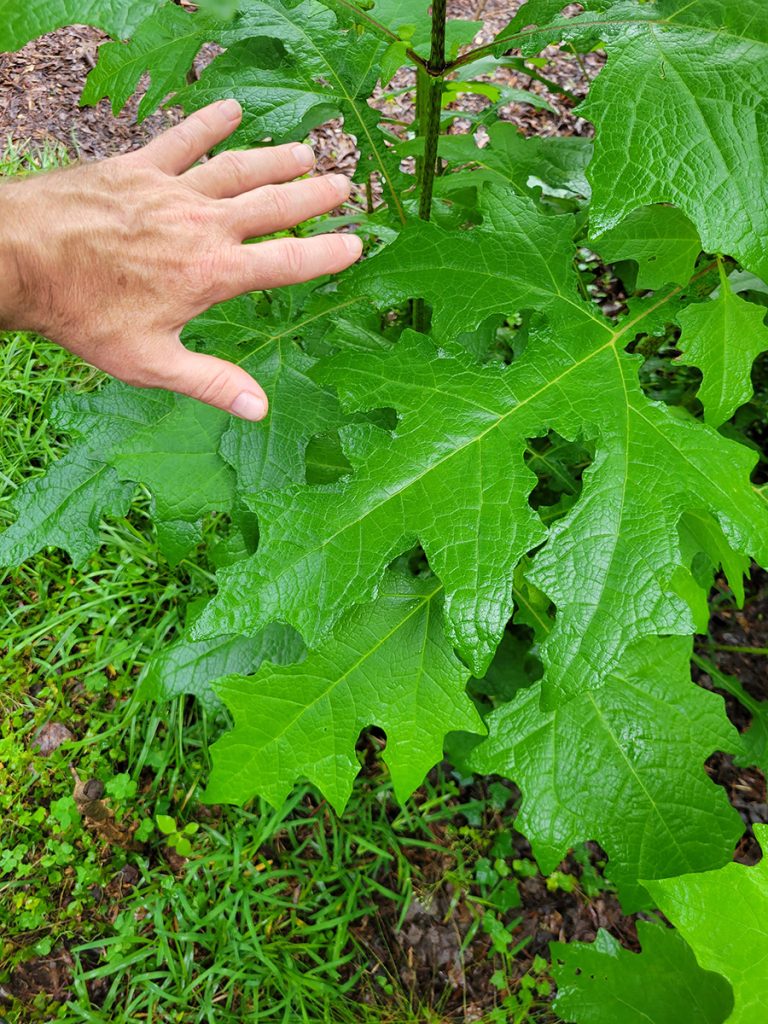 bears-foot-leafcup-20250529