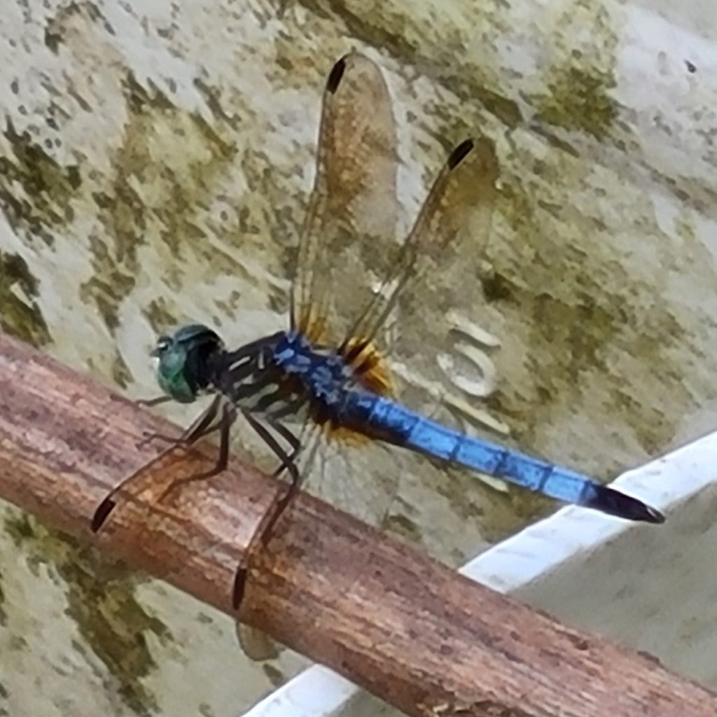 blue-darter-dragonfly-20250624