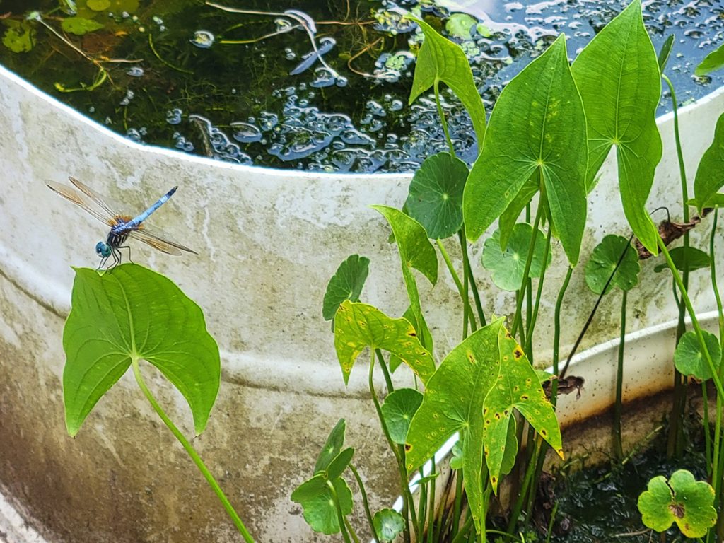 blue-dasher-dragonfly-on-katniss-20250625-3