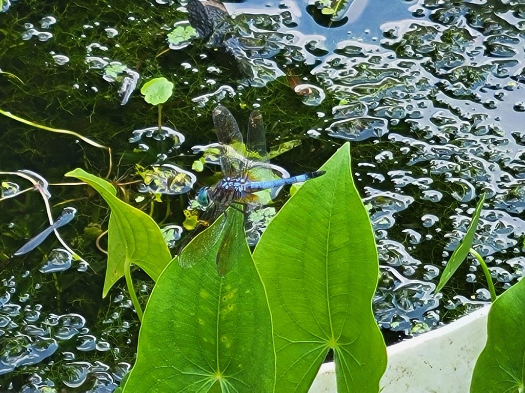 blue-dasher-dragonfly-on-katniss-20250625