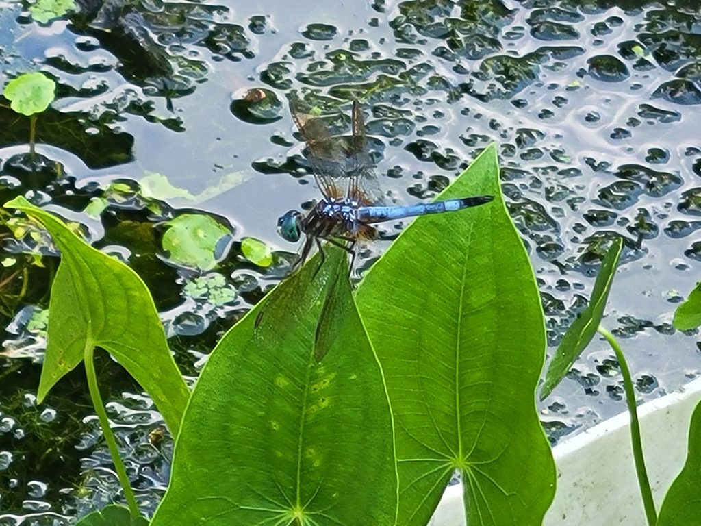 blue-dasher-dragonfly-on-katniss-20250625-5