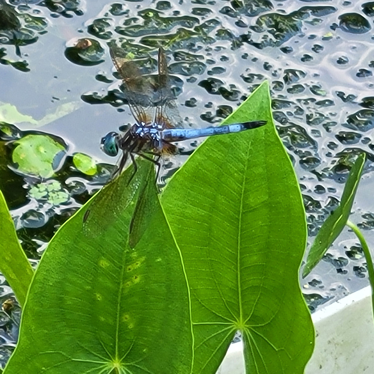 blue-dasher-dragonfly-on-katniss-20250625