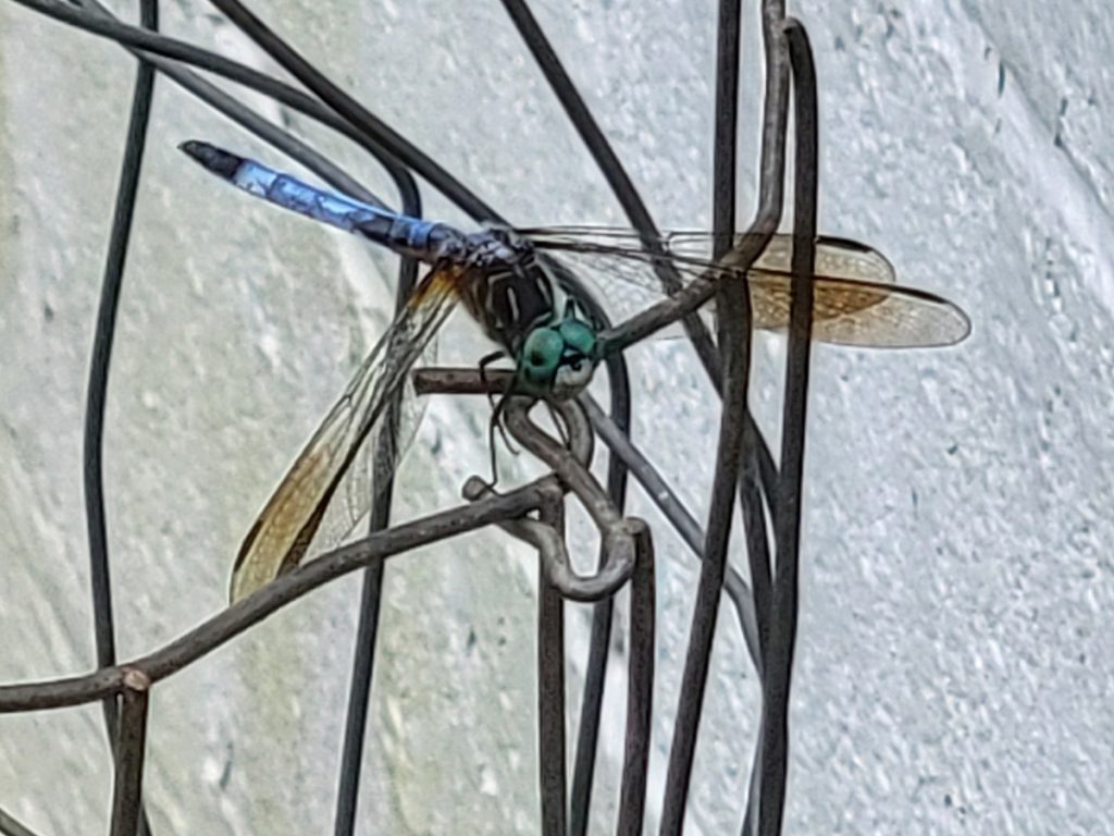 blue-dasher-dragonfly-v2-20250526