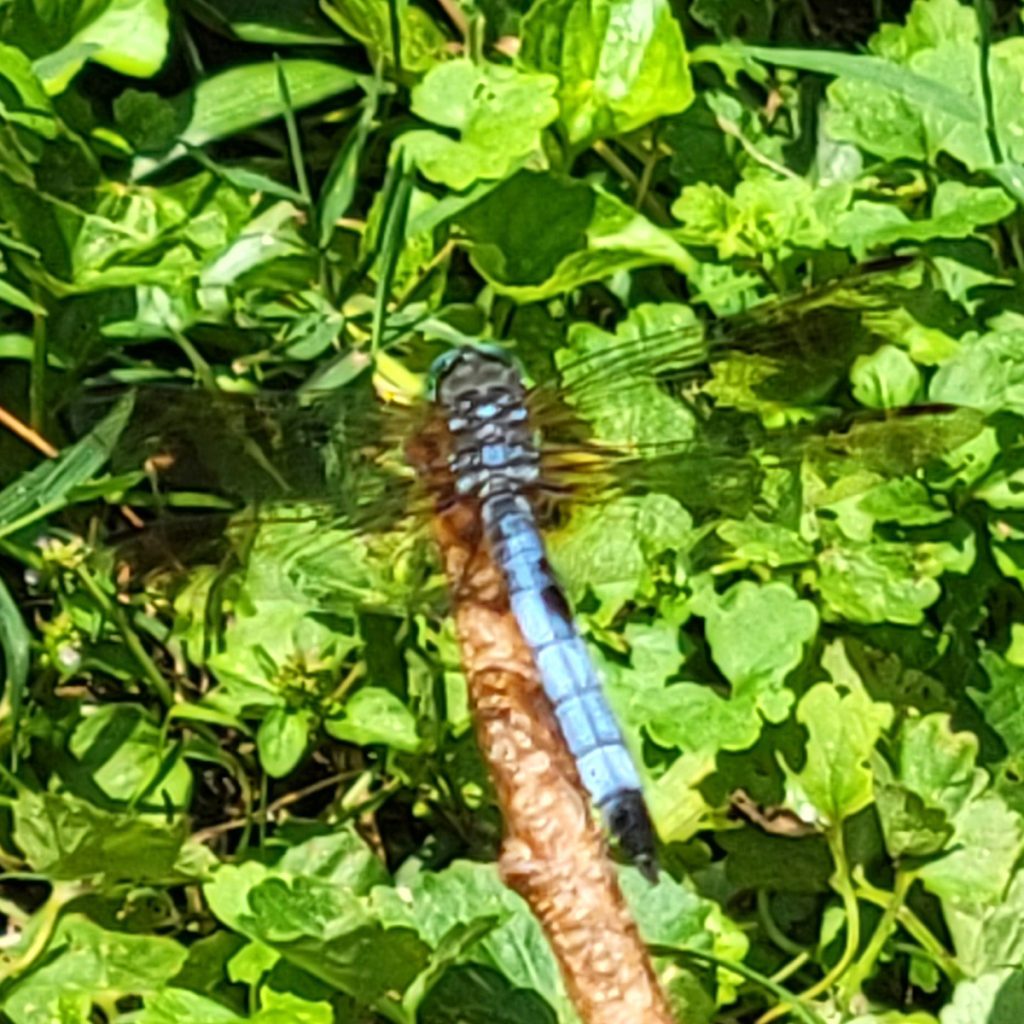 blue-dashier-dragonfly-20250526