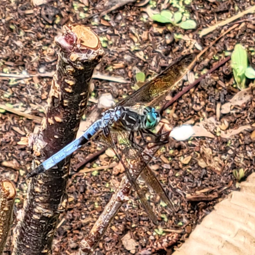 blue-dashier-dragonfly-v2-20250526