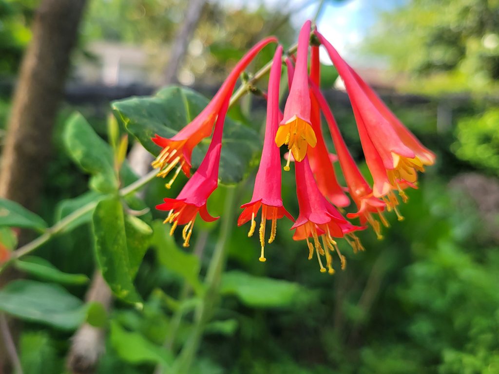 coral-honeysuckle-20250520