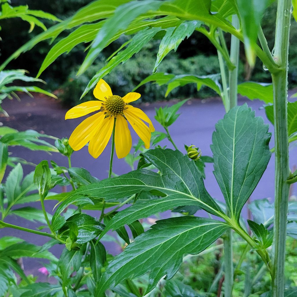 cutleaf-coneflower-20250617
