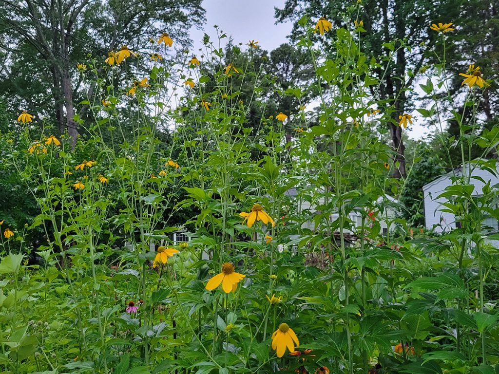 cutleaf-coneflower-20250617-2