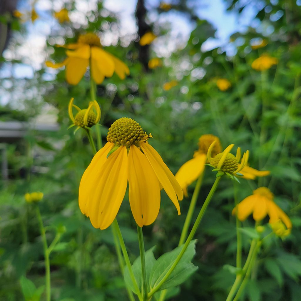 cutleaf-coneflower-20250618