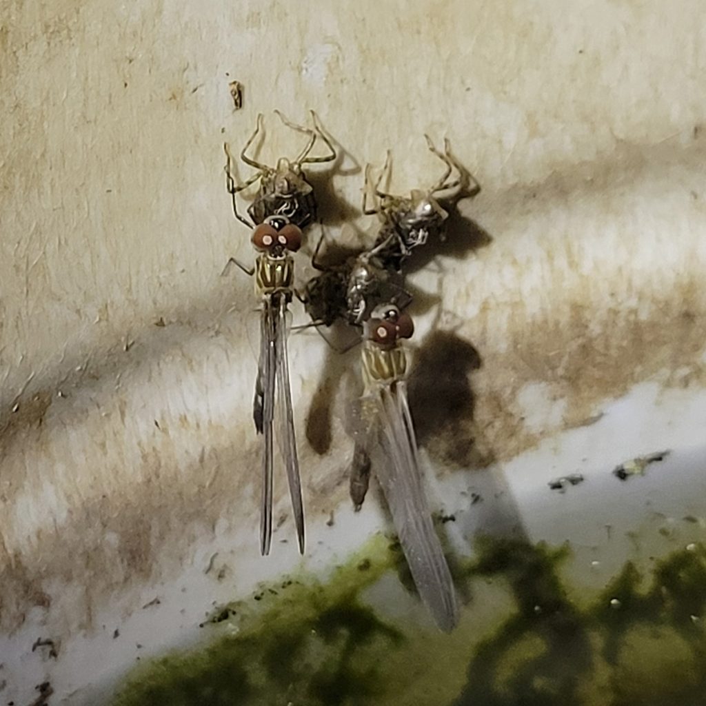 dragonflies-molting-20250517