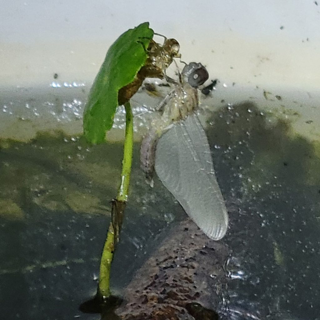 dragonfly-emerging-20250519