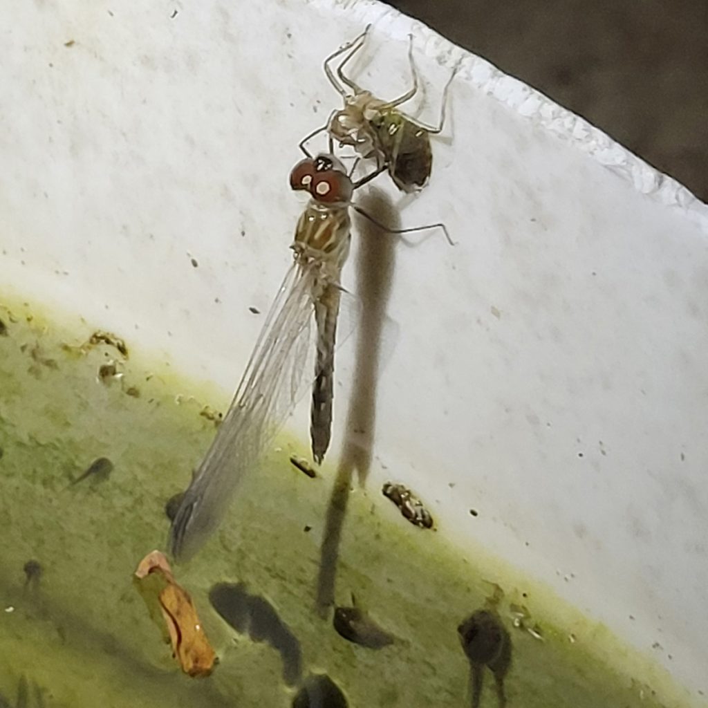 dragonfly-molting-20250517