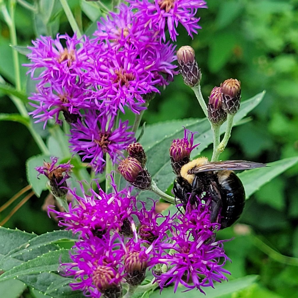 ironweed-with-carpenter-bee-20250625