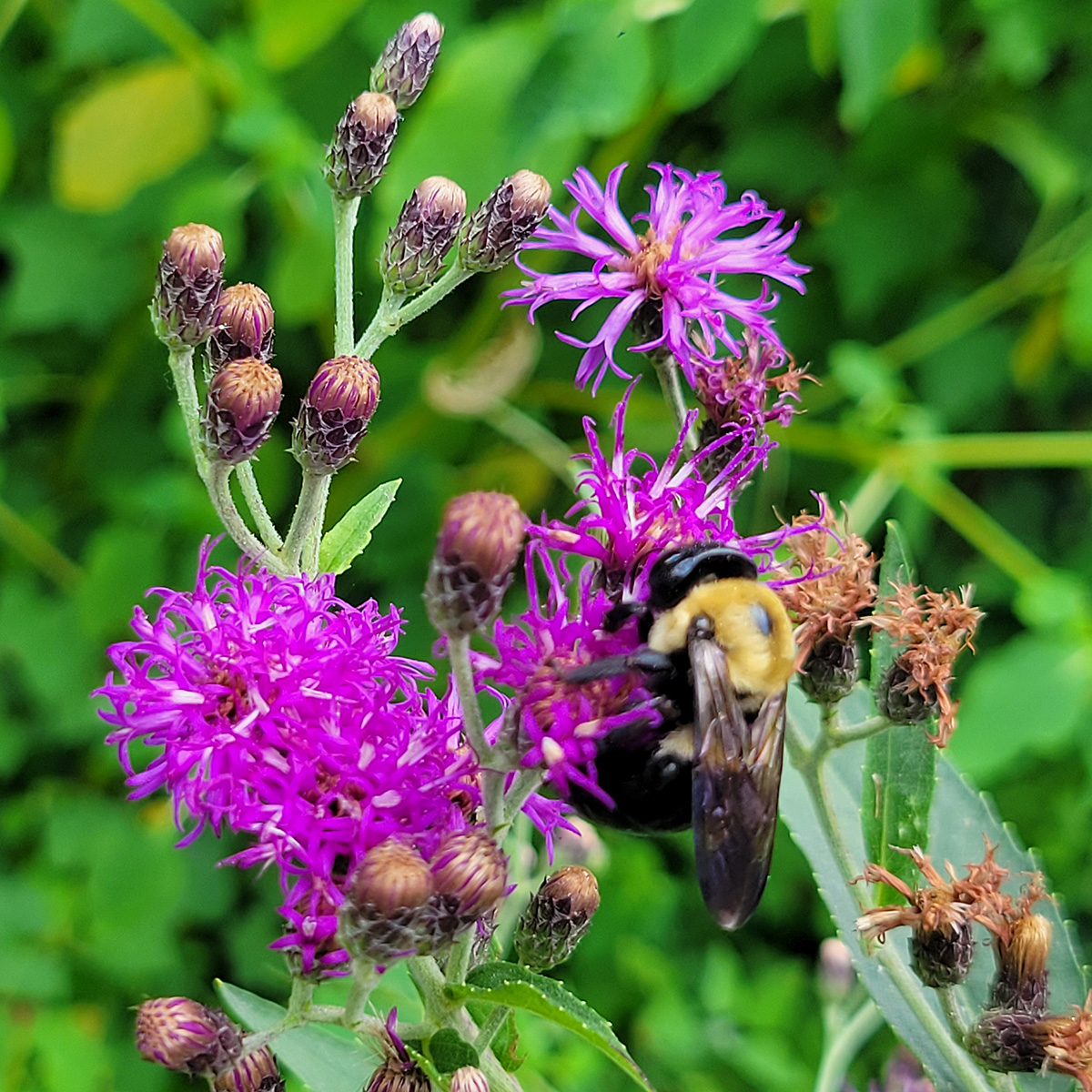 ironweed-with-carpenter-bee-20250625-2