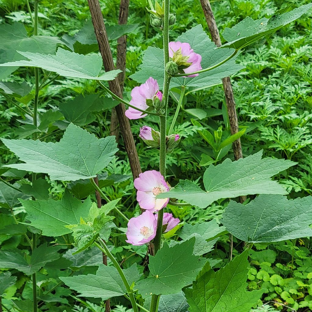 kankakee-mallow-20250601