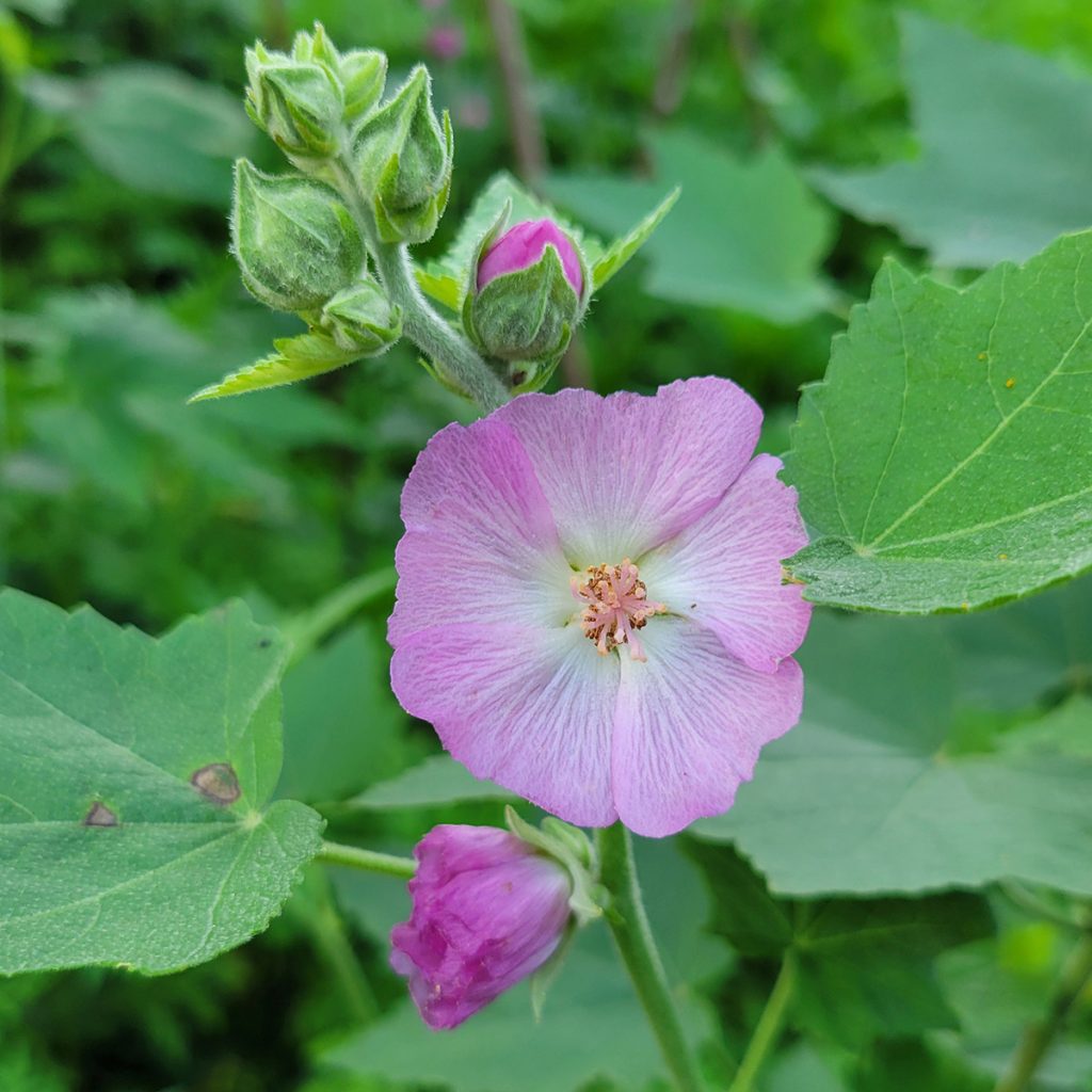 kankakee-mallow-20250618