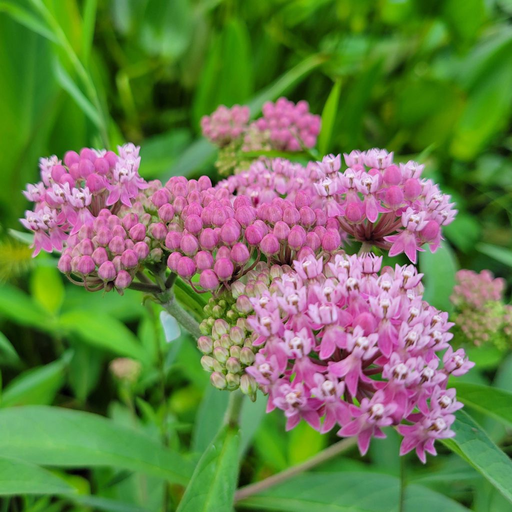 milkweed-20250618