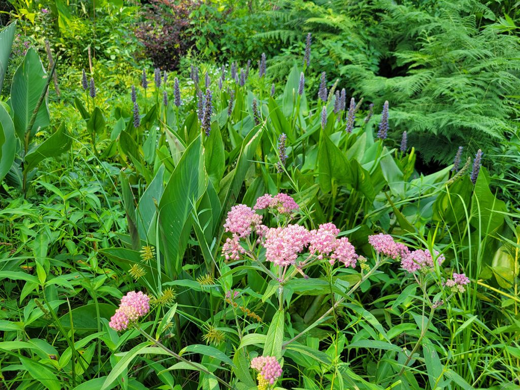 milkweed-and-pickerelweed-20250625