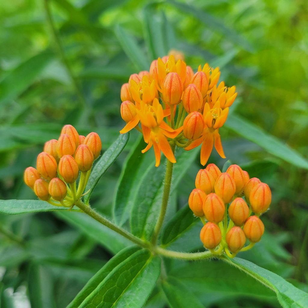 orange-milkweed-20250516
