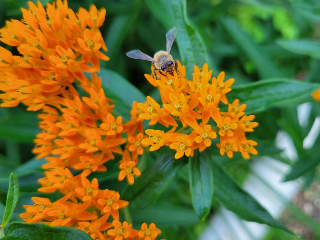 orange-milkweed-with-honey-bee-20250519