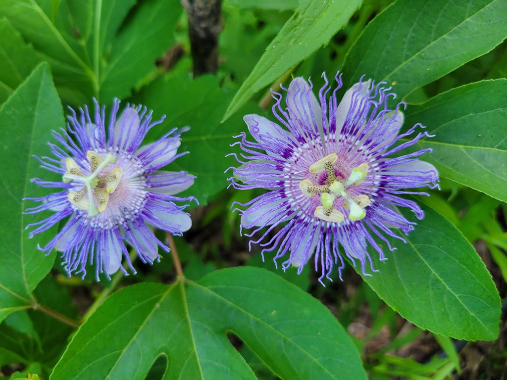 passionflower-20250619