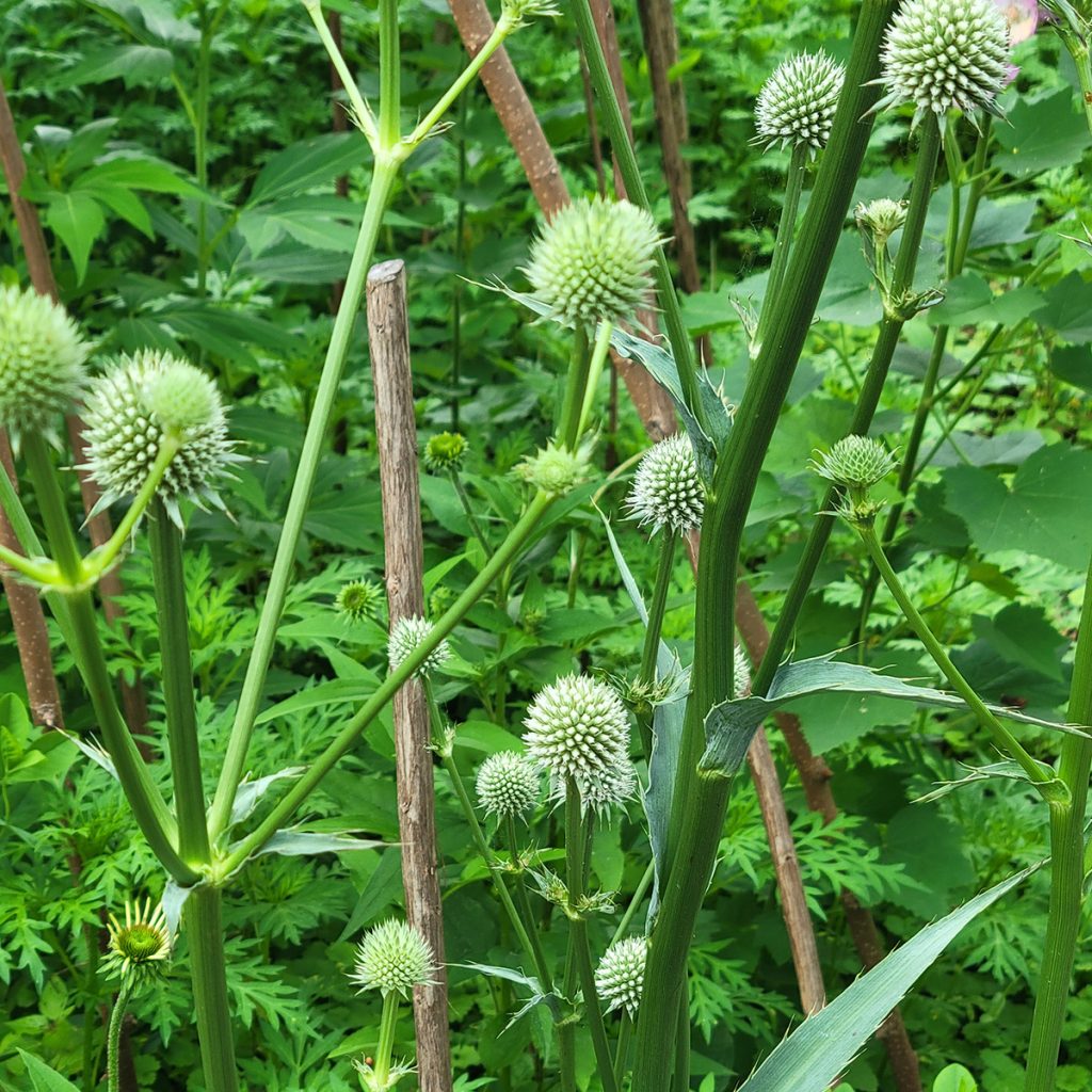 rattlesnake-master-20250601