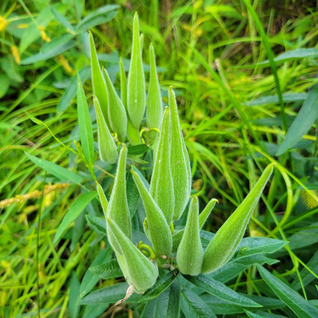 swamp-milkweed-20250618